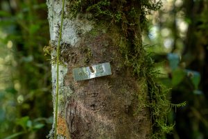 EPSON - Reforestemos